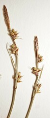 Carex communis communis