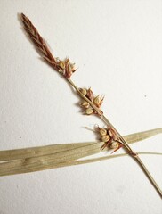 Carex communis communis