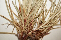 Carex communis communis