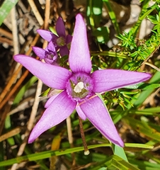 Gentianella pilosa