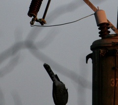 Accipiter cooperii
