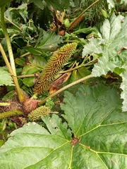 Gunnera manicata