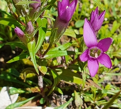 Gentianella pilosa