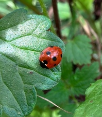 Coccinella septempunctata
