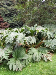 Gunnera manicata
