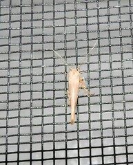 Stathmopoda
