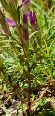 Gentianella pilosa