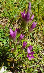 Gentianella pilosa