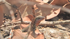 Aspidoscelis costatus