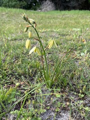 Albuca cooperi