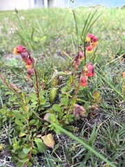 Hermannia ternifolia