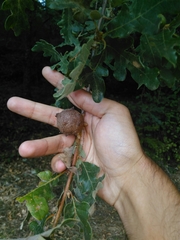 Andricus quercustozae