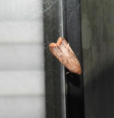 Tachystola acroxantha