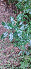 Ilex aquifolium