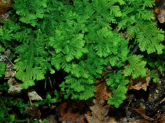 Trichocolea tomentella