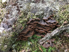 Hymenochaete rubiginosa