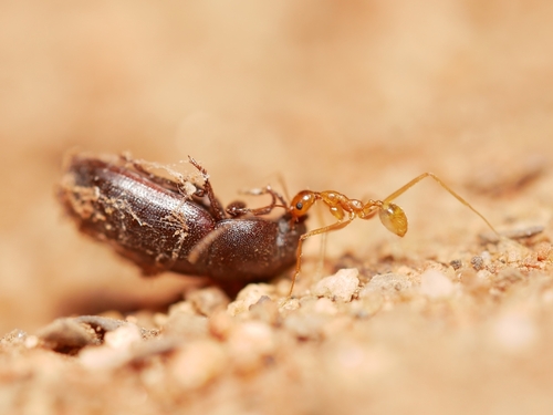 Vista Big-headed Ant photo 4