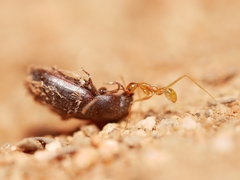 Pheidole fallax