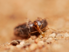 Pheidole fallax