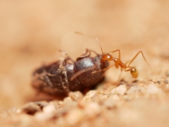 Pheidole fallax