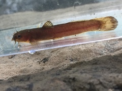 Noturus leptacanthus