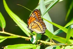 Limenitis archippus floridensis