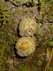Calostoma ravenelii