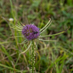 Dipsacus