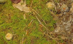 Calostoma ravenelii