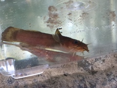 Noturus leptacanthus