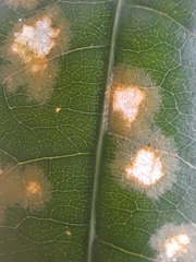 Cephaleuros lagerheimii