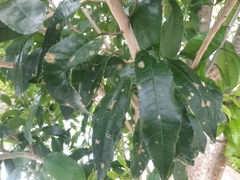 Cephaleuros lagerheimii