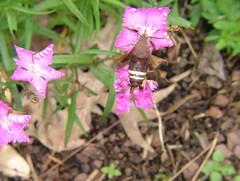 Amphion floridensis