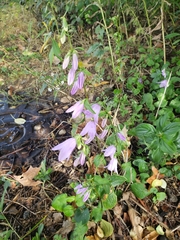 Campanula rapunculoides
