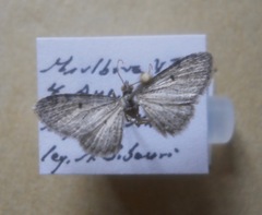 Eupithecia fletcherata