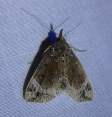 Hypena abalienalis