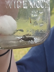 Gryllus