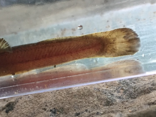 Speckled madtom (Noturus leptacanthus) — Ictaluridae — 4