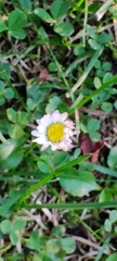 Bellis perennis