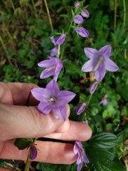 Campanula rapunculoides