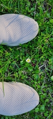 Bellis perennis