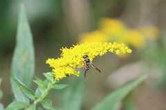 Ancistrocerus