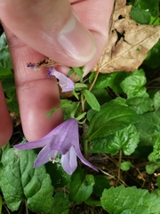 Campanula rapunculoides