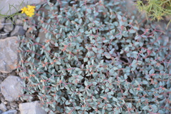 Euphorbia fendleri