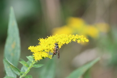 Ancistrocerus