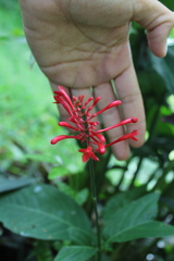 Odontonema cuspidatum