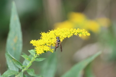 Ancistrocerus