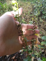 Campanula rapunculoides