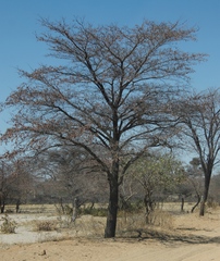 Combretum