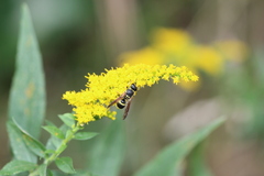 Ancistrocerus